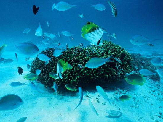 息をのむ透明さに感動！世界に誇る透明度 ヨロンブルー体験ダイビング！初めてでも安心＜写真＆動画プレゼント/手ぶらでOK/温水シャワー更衣室完備＞ 