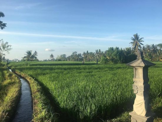 バリの農村「ペジェン・カンギン村」散策ツアー　伝統家屋や織物イカット、田園風景を見学＜午前・午後／日本語ガイド＞