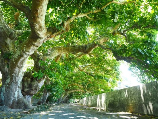 加計呂麻島（かけろまじま）日帰り散策＆シュノーケルツアー　奄美大島からフェリー移動！＜5～10月／奄美大島発＞ by スローガイド奄美