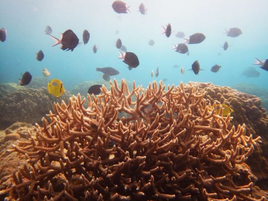 加計呂麻島（かけろまじま）日帰り散策＆シュノーケルツアー　奄美大島からフェリー移動！＜5～10月／奄美大島発＞ by スローガイド奄美