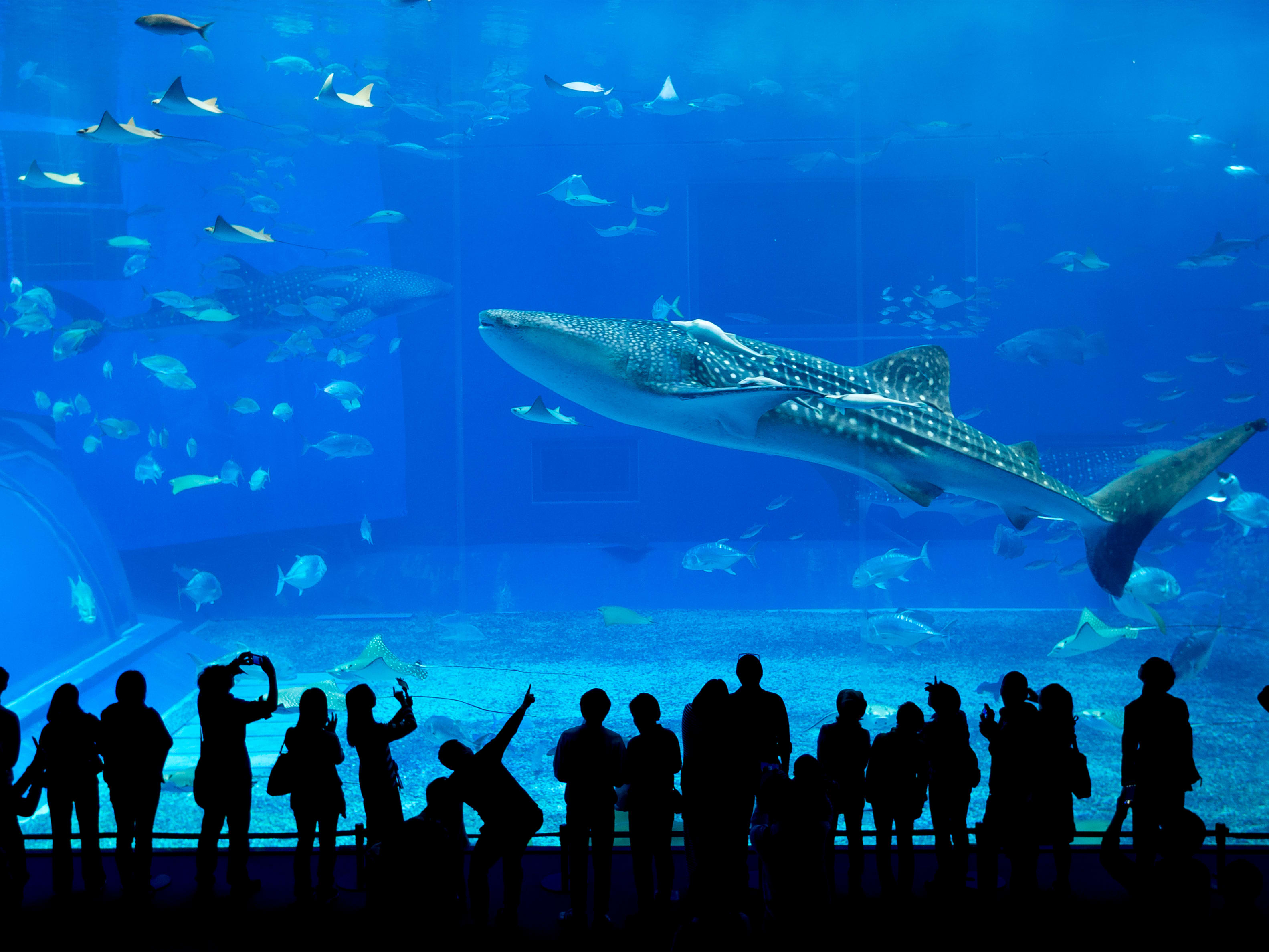 美ら海水族館 チケット | 沖縄本島 旅行の観光・オプショナルツアー 