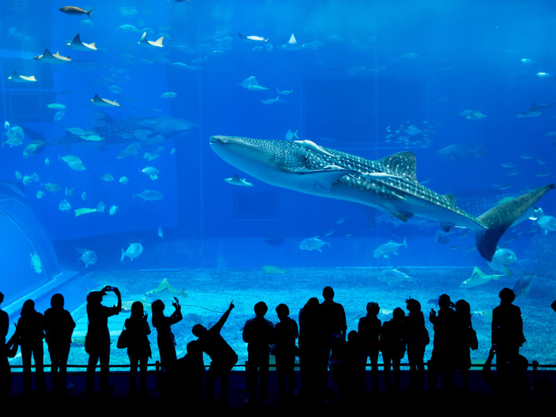 Japan_Okinawa_Churaumi Aquarium_Silhouettes_shutterstock_405190657