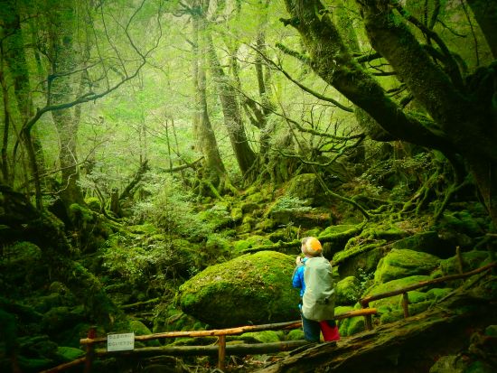 白谷雲水峡（苔むす森まで）トレッキング＋シュノーケリング 1日ツアー＜昼弁当付＞ by 屋久島ガイドクラブ
