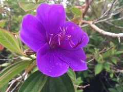 113_SHIKON_Nobotan_IMG_6786