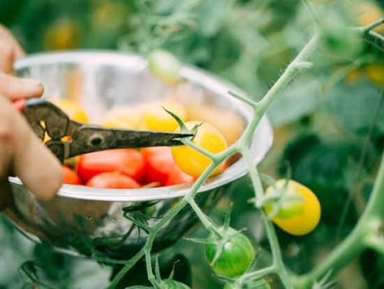 野菜農家1日体験　大人も子供も社会科見学！農業を学べる職業体験プログラム＜四街道市＞