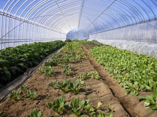 野菜農家1日体験　大人も子供も社会科見学！農業を学べる職業体験プログラム＜四街道市＞