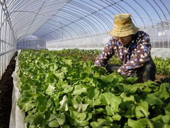 野菜農家1日体験　大人も子供も社会科見学！農業を学べる職業体験プログラム＜四街道市＞