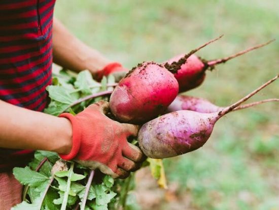 野菜農家1日体験　大人も子供も社会科見学！農業を学べる職業体験プログラム＜四街道市＞
