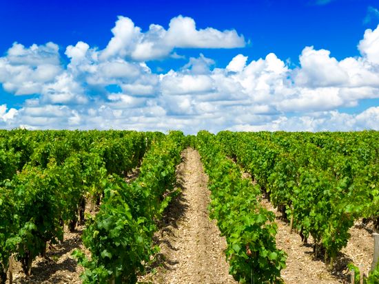France_Bordeaux_Vineyard_123RF_1448388_ML (1)