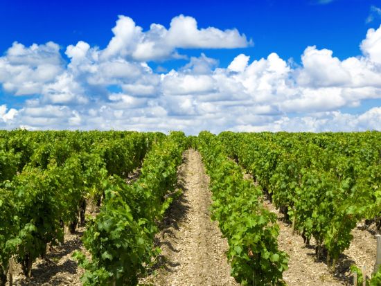 ボルドー　メドック地区またはサン・テミリオン地区 　格付けシャトーを訪問する半日ツアー＜日本語ドライバー／ボルドー発着＞