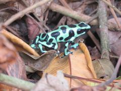 Black and Green Dart Frog 2_edited