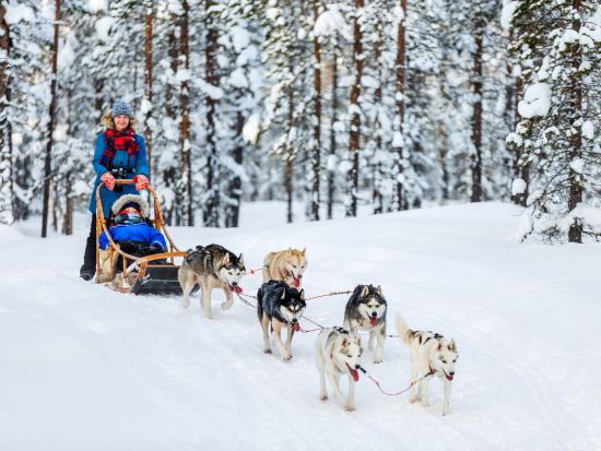 北の大地で犬ぞり体験 ハスキーサファリツアー＜12～4月初旬／午前・午後／ロヴァニエミ発＞