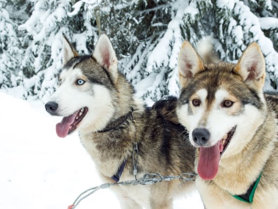 Finland_Lapland_Winter_Sledge_Dogs_Husky_shutterstock_446081344
