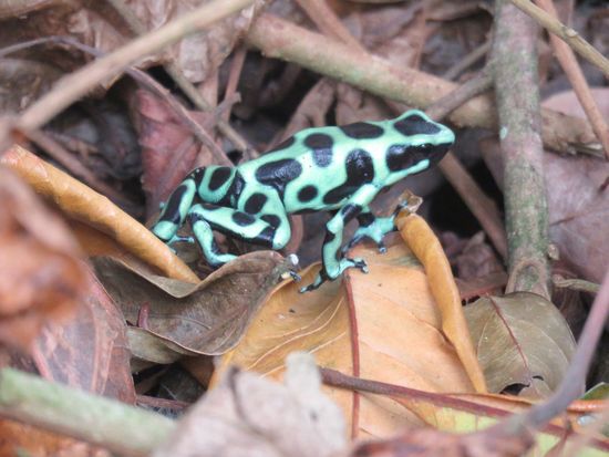 Black and Green Dart Frog 2_edited