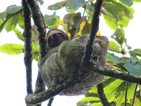 ノドチャミユビナマケモノ２_edited