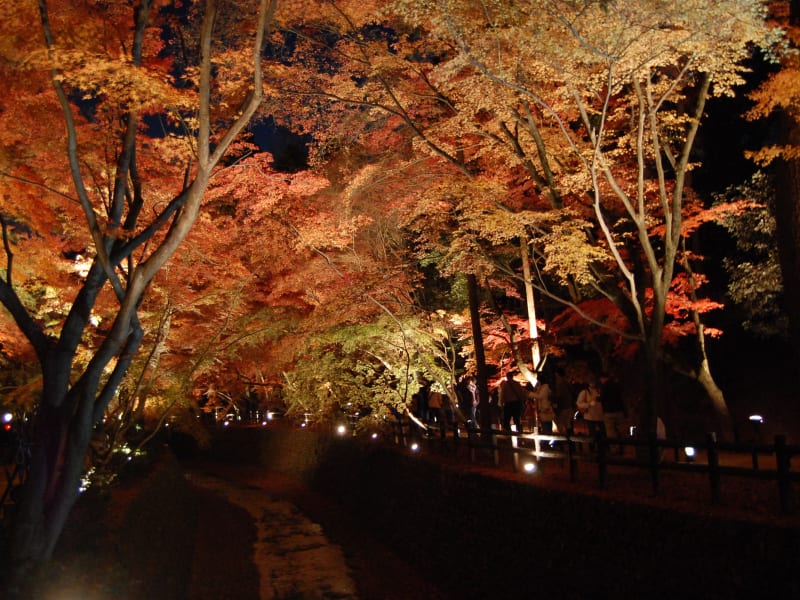 紅葉ライトアップバスツアー北野天満宮 しょうざん庭園 舞妓はんとの写真撮影も 21 11 13 12 5限定 夕食付 京都駅発 By京都定期観光バス 京都の観光 遊び 体験 レジャー専門予約サイト Veltra ベルトラ