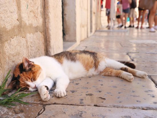 Croatia_Dubrovnik_Cat sleeping in Medieval Old Town_shutterstock_1465654922