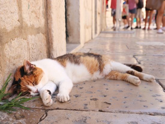 世界遺産ドブロヴニク旧市街 日帰り観光 ガイド付きウォーキングツアー＋フリータイム約3時間＜3月～11月／英語ガイド／スプリット発＞