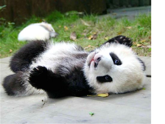 【パンダファン必見】帰ってきたシャンシャンに会える！☆成都発日帰りツアー☆雅安碧峰峡基地＋帰国パンダ楽園＋朝食＆昼食時も観察＜プライベートツアー／昼食付＞