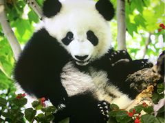 パンダ4