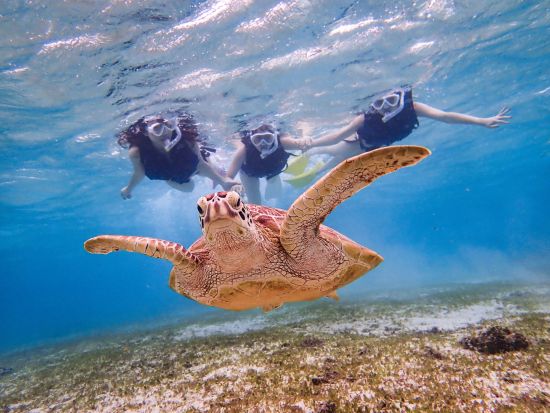 【宮古島｜ウミガメシュノーケル】★春のセール★ 《当日予約OK／写真データ無料》高評価！安心の少人数制！プロガイドがサポート！