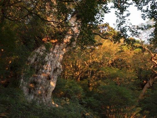 縄文杉トレッキング 1泊2日キャンプツアー  ガイドの手作り料理も味わえる！＜貸切、登山装備レンタル可能＞ by 屋久島ガイド 山好き