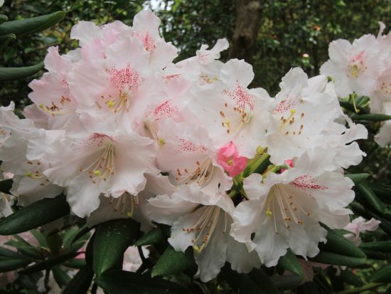 宮之浦岳 or 永田岳 2泊3日縦走キャンプツアー ＜貸切、登山装備レンタル可能＞ by 屋久島ガイド 山好き