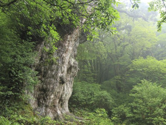 縄文杉トレッキングツアー 登山装備レンタル付きプランあり ＜貸切、写真撮影オプション追加可能＞ by 屋久島ガイド 山好き