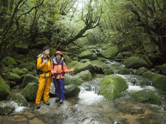 白谷雲水峡半日（苔むす森）または 1日（奉行杉・太鼓岩）トレッキングツアー  ＜貸切、登山装備レンタル可能＞ by 屋久島ガイド 山好き