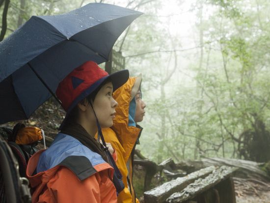 白谷雲水峡半日（苔むす森）または 1日（奉行杉・太鼓岩）トレッキングツアー  ＜貸切、登山装備レンタル可能＞ by 屋久島ガイド 山好き