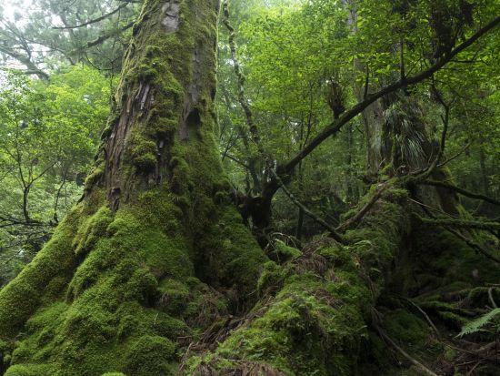 白谷雲水峡半日（苔むす森）または 1日（奉行杉・太鼓岩）トレッキングツアー  ＜貸切、登山装備レンタル可能＞ by 屋久島ガイド 山好き