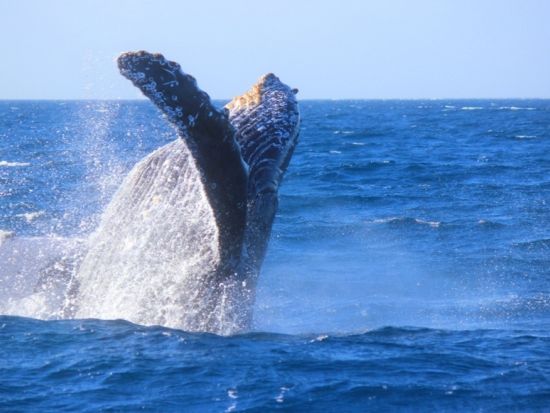 那覇発ホエールウォッチング　酔止め薬付き＆揺れに強い船♪GoPro付パラセーリングセットプランあり！＜全額返金保証／当日予約可＞