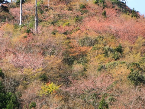 縄文杉 白谷雲水峡トレッキングツアー 屋久島 種子島の観光 オプショナルツアー専門 Veltra ベルトラ