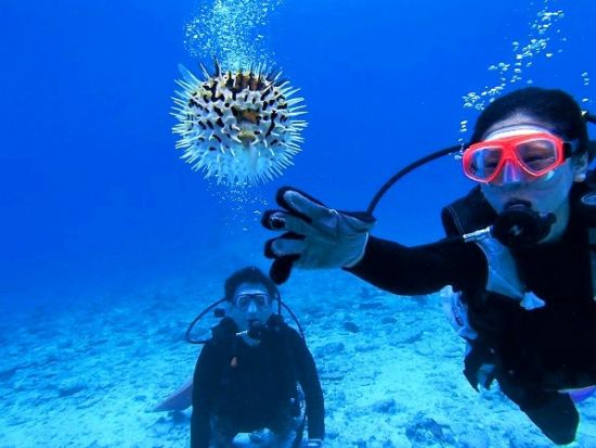 水納島ボート体験ダイビング ミシュラン一ツ星の島へ上陸＆フリータイム海水浴＜北部発／4〜10月／1ダイブ／GoPro写真・パラソル・温水シャワー無料＞