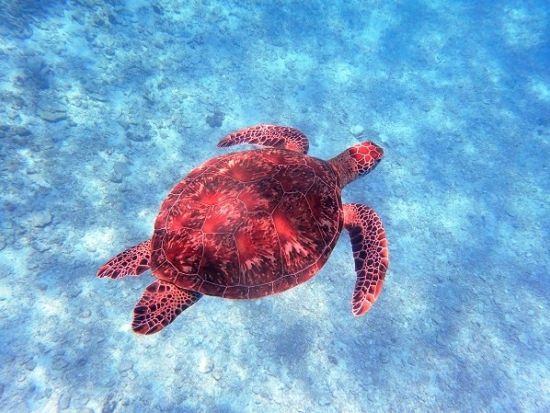 水納島ボートシュノーケリング ミシュラン一ツ星の島へ上陸＆フリータイム海水浴／マリンスポーツセットコースあり／GoPro写真・パラソル無料＜北部発／4〜10月＞