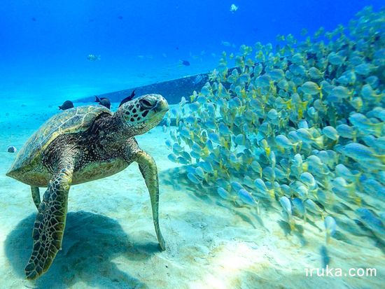 Iruka Hawaii Experiences - Waikiki Turtle Canyon Snorkel Cruise tours, activities, fun things to do in Oahu(Hawaii)｜VELTRA