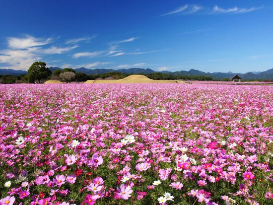 宮崎市内発着貸切観光タクシー　照葉大吊橋＋西都原古墳群＋酒泉の杜をめぐる＜約5.5時間＞ by宮交タクシー