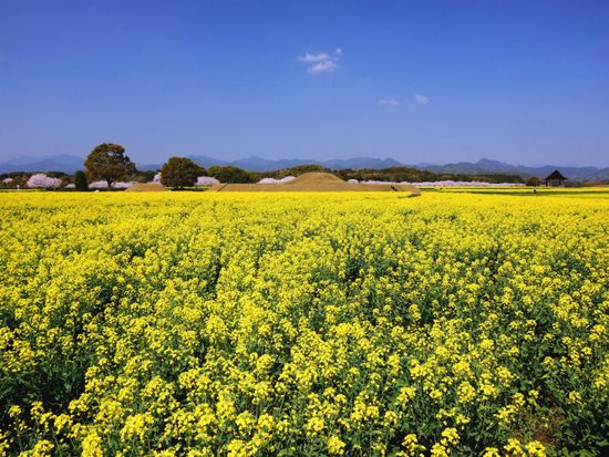 西都原古墳群（菜の花）