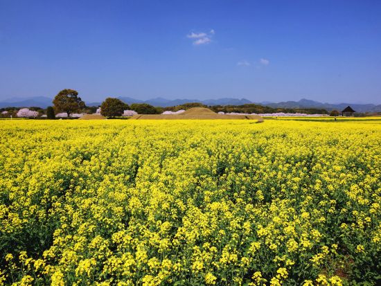 宮崎市内発着貸切観光タクシー　照葉大吊橋＋西都原古墳群＋酒泉の杜をめぐる＜約5.5時間＞ by宮交タクシー
