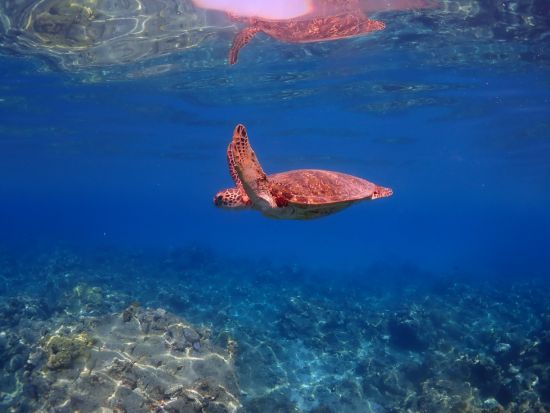 【初心者専門店】が案内する【シュノーケリング】屋久島の海でウミガメと一緒に泳ごう♪専用施設＆駐車場、更衣室＆温水シャワー有り♪by夢心地