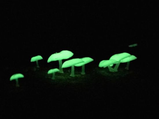 父島ナイトツアー 島内巡りで夜しか見られない小笠原の動植物と星空を観察＜夜／送迎付き／小笠原諸島・父島発＞by PAT INN