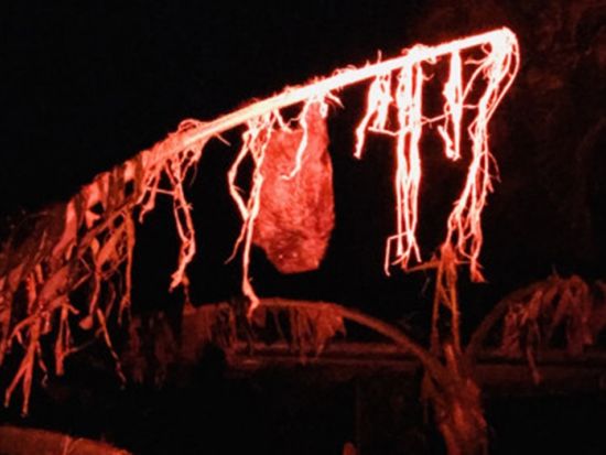 父島ナイトツアー 島内巡りで夜しか見られない小笠原の動植物と星空を観察＜夜／送迎付き／小笠原諸島・父島発＞by PAT INN