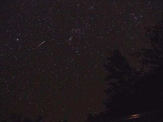 父島ナイトツアー 島内巡りで夜しか見られない小笠原の動植物と星空を観察＜夜／送迎付き／小笠原諸島・父島発＞by PAT INN