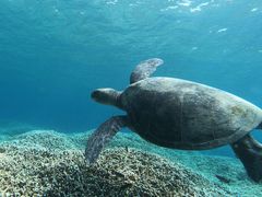 snorkeling2