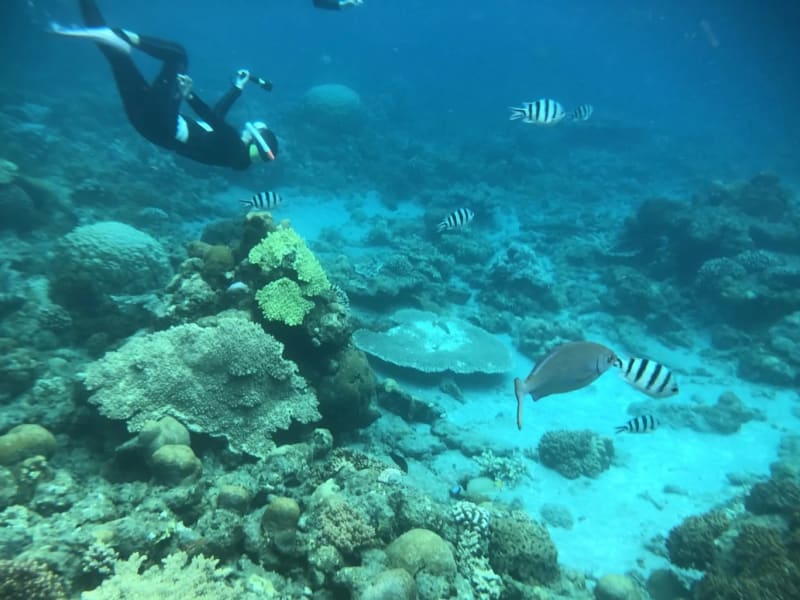 小笠原 シュノーケリング体験 はじめての方向けの安心のレッスン 午後 父島 By小笠原エコツーリズムリゾート 伊豆諸島 小笠原諸島の観光 遊び 体験 レジャー専門予約サイト Veltra ベルトラ