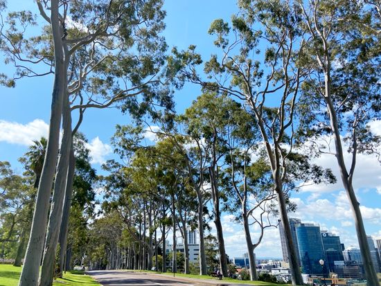 Kings park(11)