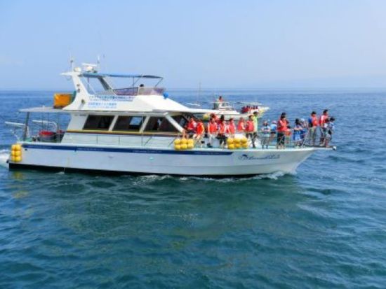 天草 イルカウォッチング　遭遇率98％！クルーズ船で野生のイルカに会いに行こう！当日朝まで予約受付中＜五和町＞ by イルカウォッチング受付予約センター