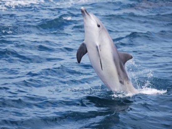 天草 イルカウォッチング　遭遇率98％！クルーズ船で野生のイルカに会いに行こう！当日朝まで予約受付中＜五和町＞ by イルカウォッチング受付予約センター
