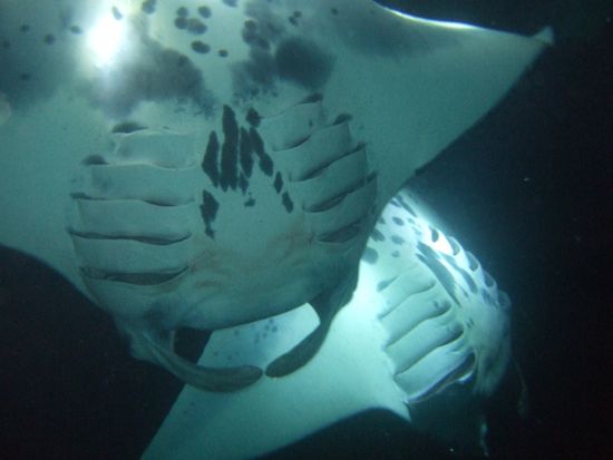 Manta
