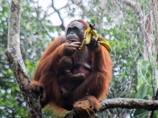 オランウータン03